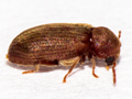 Anobium inexspectatum